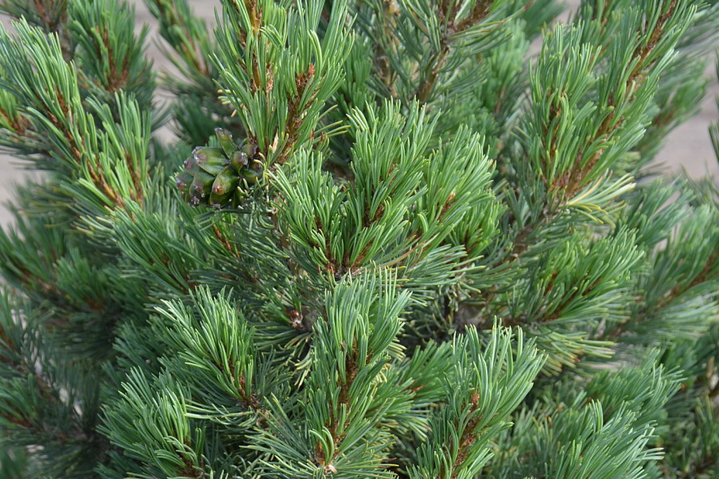 Pinus flexilis `Grove 12`.jpg